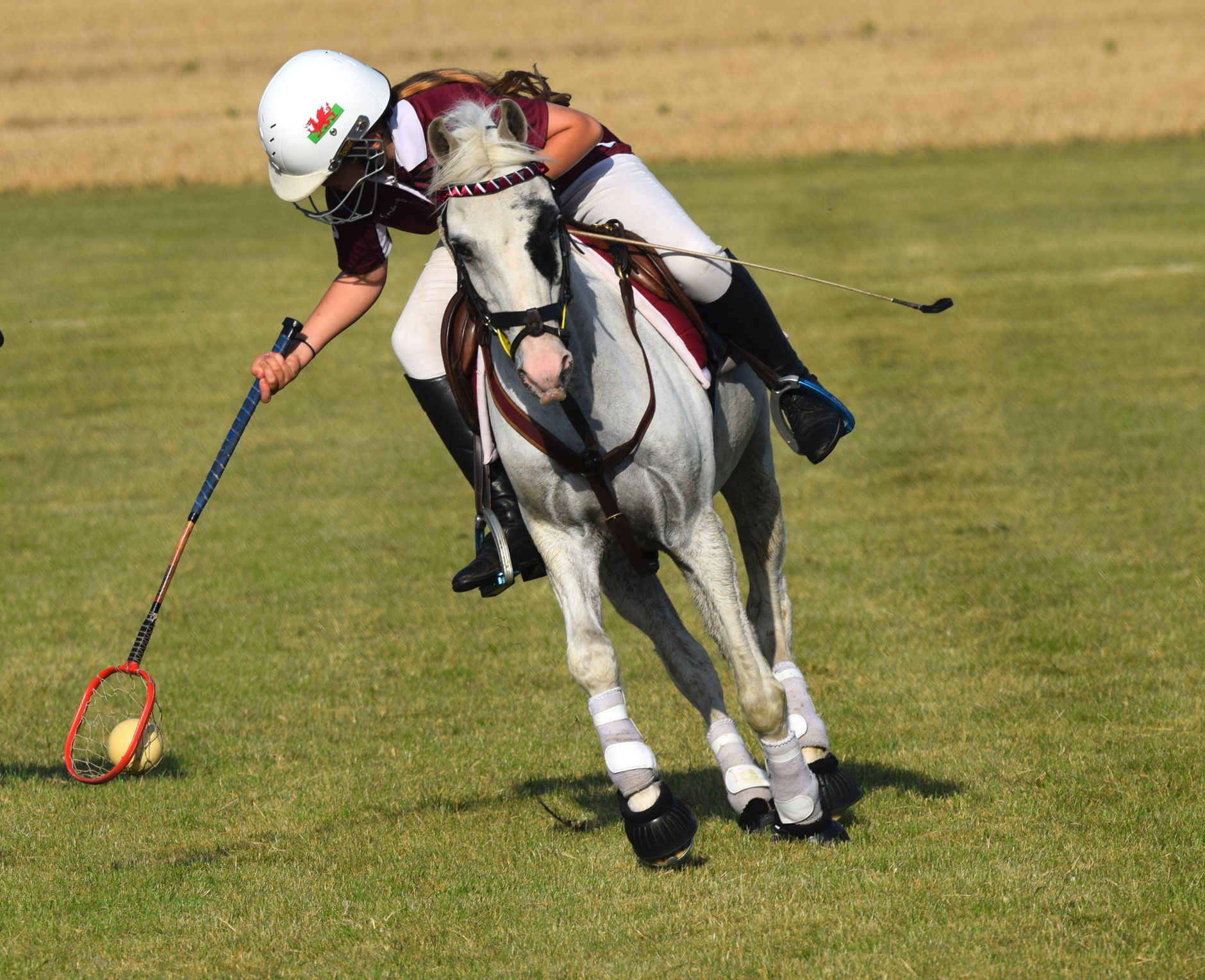 Rider reaching for the ball during a game of polocrosse, partnered with a piebald pony.